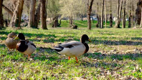 Two-male-ducks,-mallards-competing-to-mate-with-a-female,-wildlife-rivalry,-springtime,-4k-UHD-handeheld