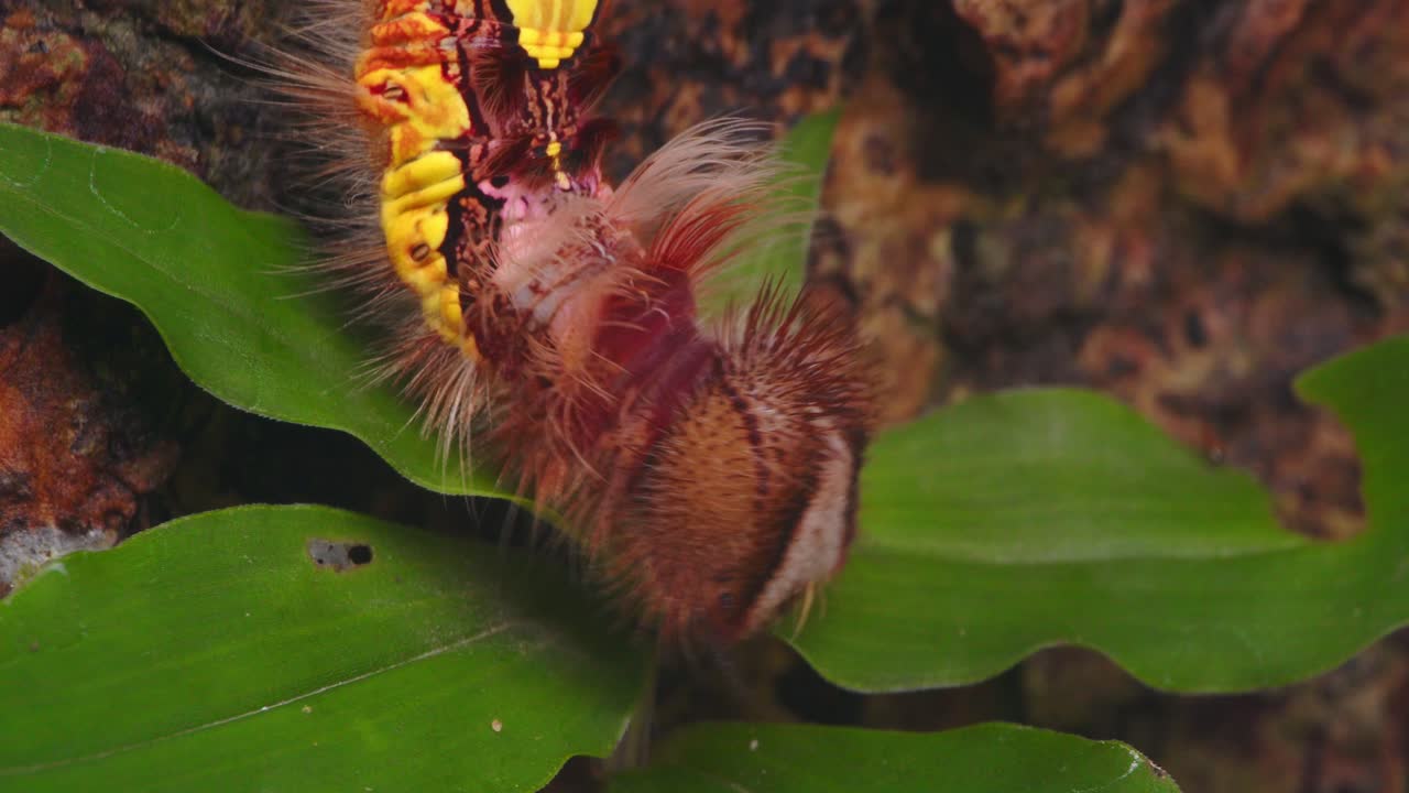 Fuzzy Megalopygidae caterpillar creeps along rough tree bark and leaves in Peru’s tropical rainforest.