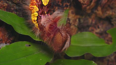 fuzzy megalopygidae caterpillar creeps along rough tree bark and leaves in peru’s tropical rainforest.