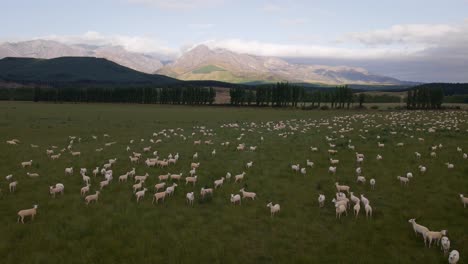 numerous sheep on a lush alpine pasture in southern new zealand