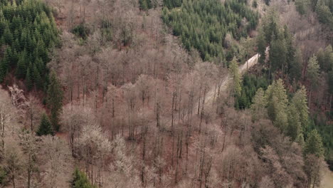 sauerland's serene fall: a forest's quiet transition