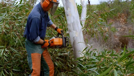 leñadores cortando árboles en el bosque 4k