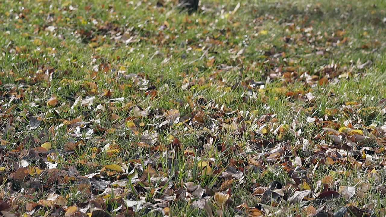 piccole foglie colorate giacciono sul prato verde e si scuotono lentamente