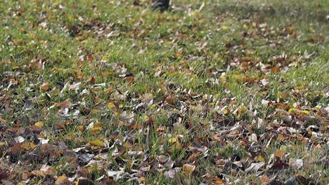 small-colorful-leaves-lie-on-green-lawn-and-shake-slowly