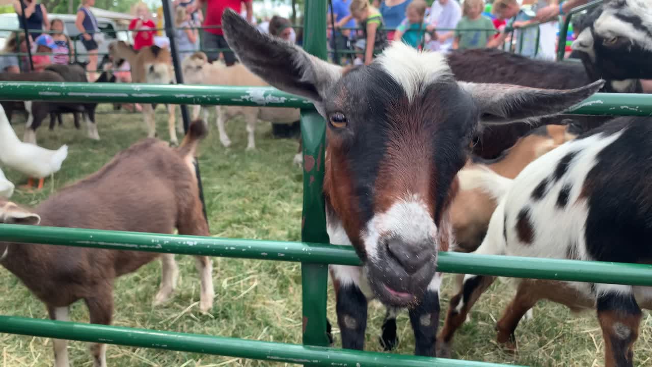 Hand feeding goat at a festival