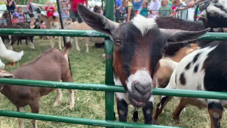 hand feeding goat at a festival
