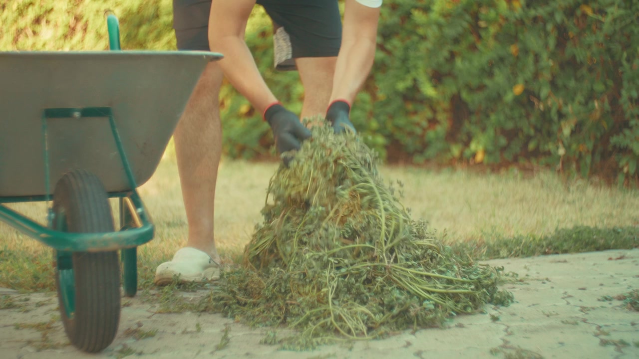 A nostalgic video shot of a man wearing gloves gathering cut grass from the yard and loading it into a wheelbarrow on a sunny summer evening, illuminated by warm golden sunset light.