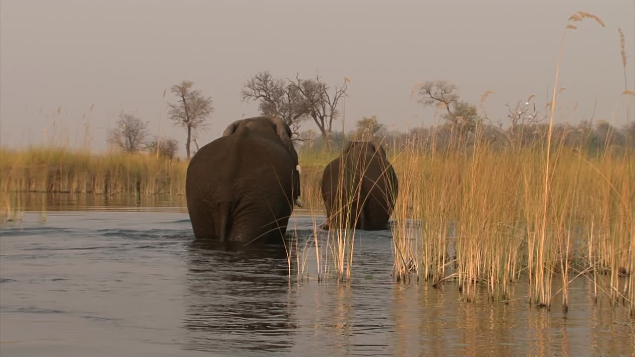 two male African elephants wading left to right through knee-deep water after swim, long shot view from behind, camera moves sidewards, reed in background and foreground, afternoon light