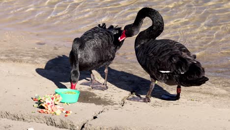 two black swans eating near water