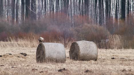 white tailed eagle resting on hay roll cleaning feathers and bill