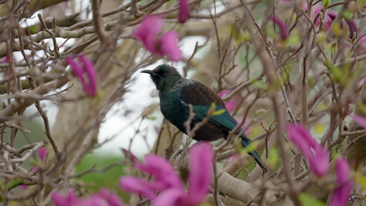 pájaro tūī en nueva zelanda podando en un árbol con flores rosadas en cámara lenta
