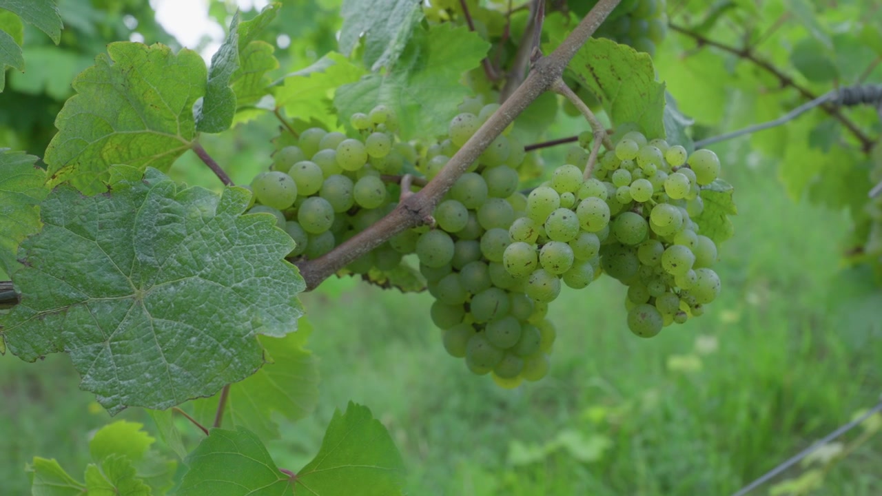 Grappolo di uva verde che cresce su un tralcio. Primo piano.
