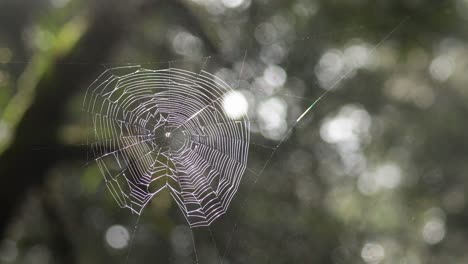 spider web glistening in the forest light