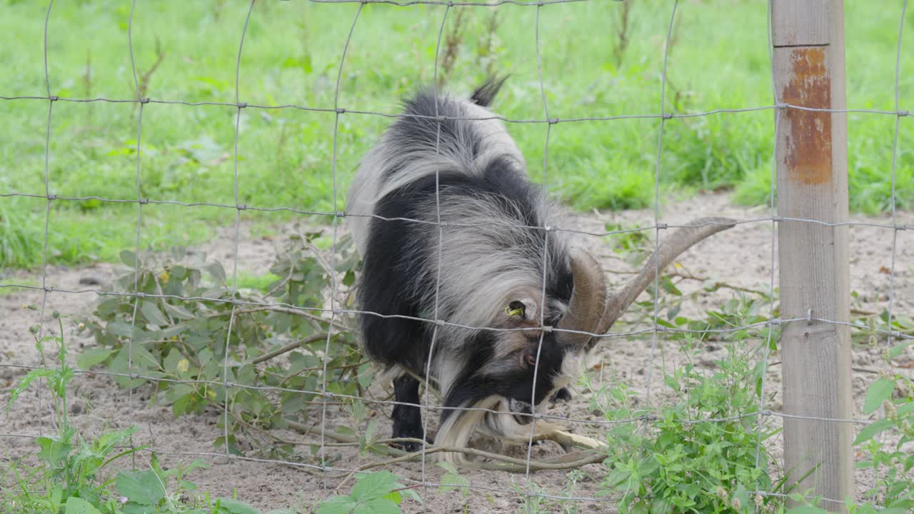 포로 로 잡힌 피그미 염소 가 나무 가지 를  ⁇ 고 있다