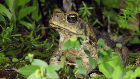 sapo de caña escondido en una naturaleza exuberante, de cerca