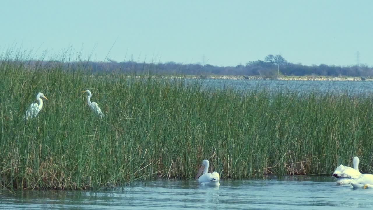 2 grandes garcetas blancas paradas en pasto largo y pelícanos nadando en un lago abierto