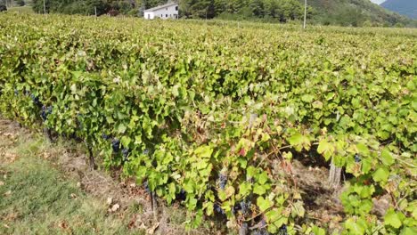 Aerial-view-over-vineyard-rows,-in-the-hilly-countryside-of-Italy