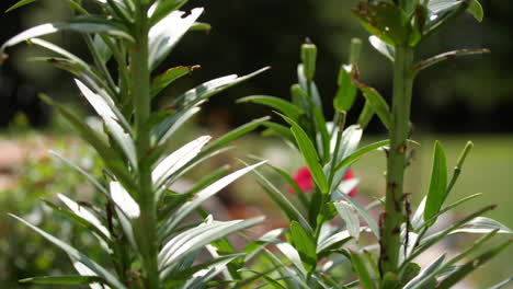 Focus-pull-of-plants-and-flowers-in-the-garden