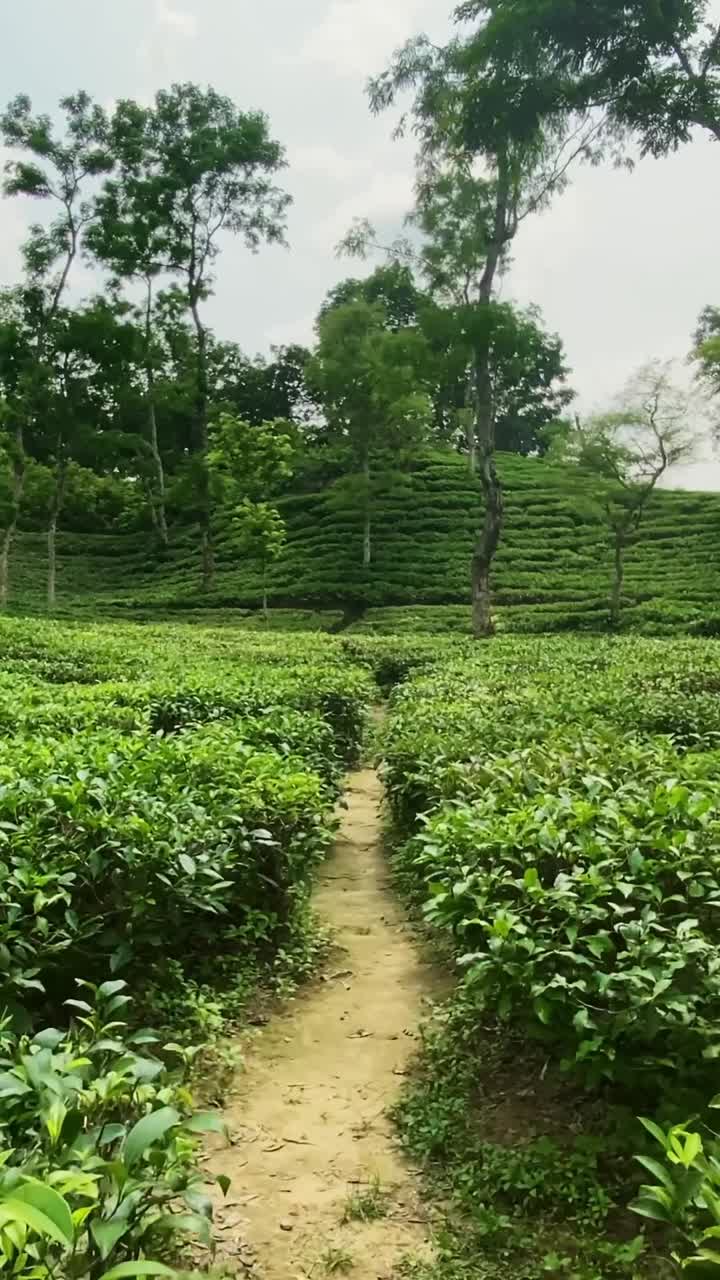 Walking along a path between vibrant tea plants in Bangladesh, captured in vertical perspective