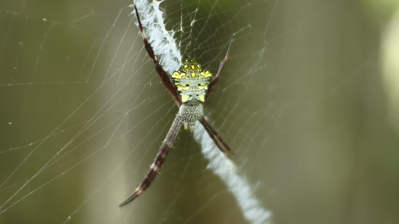 паук в сетях hd видео