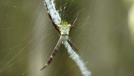 Spinne-Auf-Netzen-HD-Videos