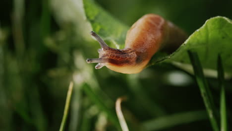 Amazing-animal---slug-crawls-on-green-grass