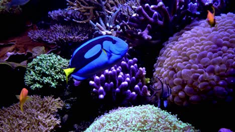 fish swimming in an aquarium
