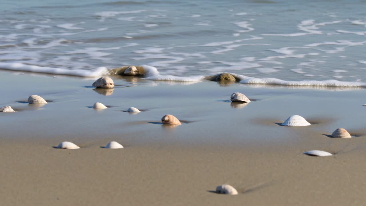 Lapping surf flooding cluster of small dome-shaped seashells on sandy shoreline, creating wet halos