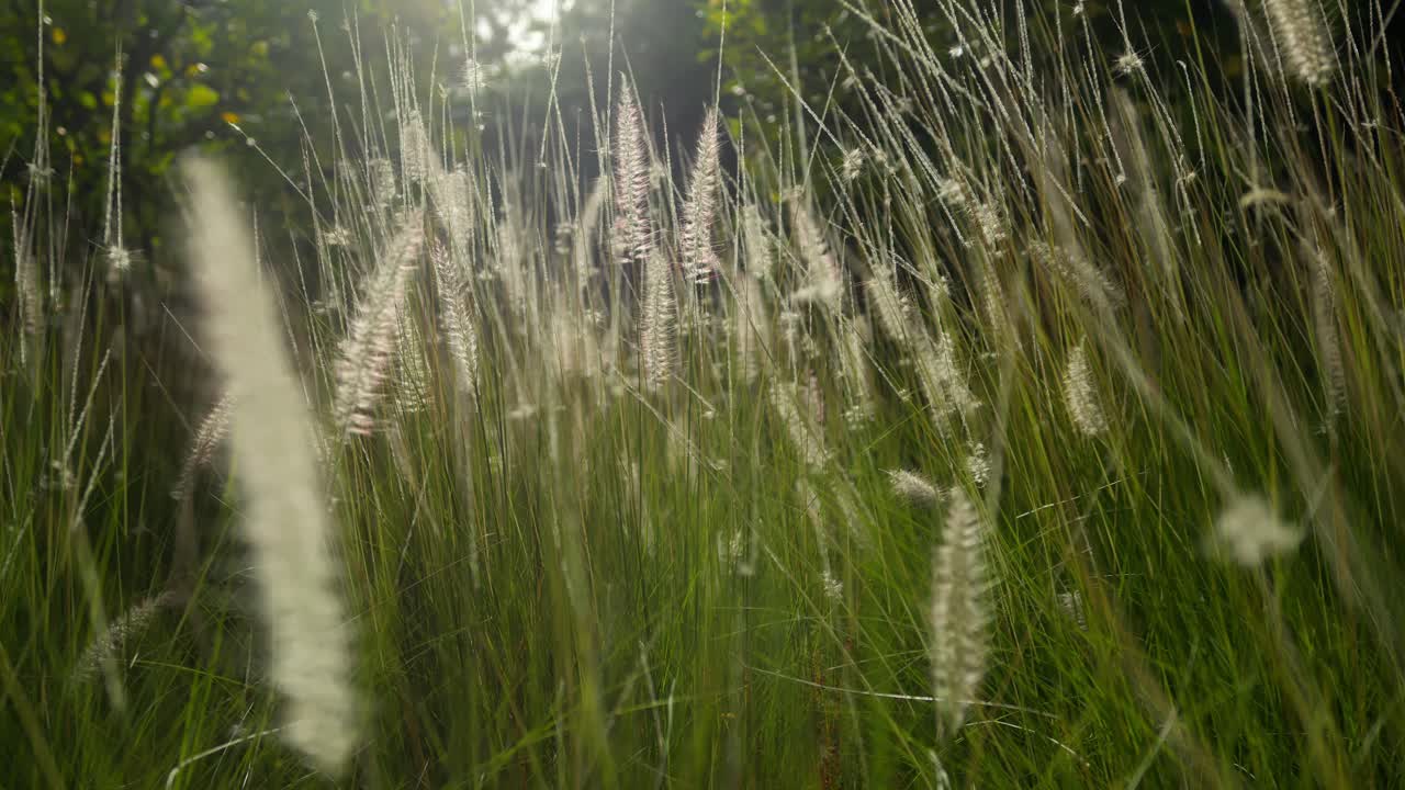 Gentle breeze stirs tall grasses in Marrakesh, capturing serenity