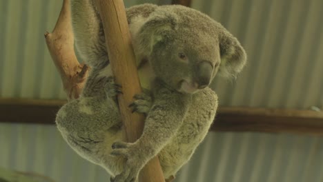 The-camera-captures-a-medium-shot-of-a-koala-scaling-a-tree-within-an-animal-sanctuary-located-in-Australia