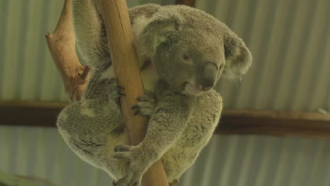 the camera captures a medium shot of a koala scaling a tree within an animal sanctuary located in australia