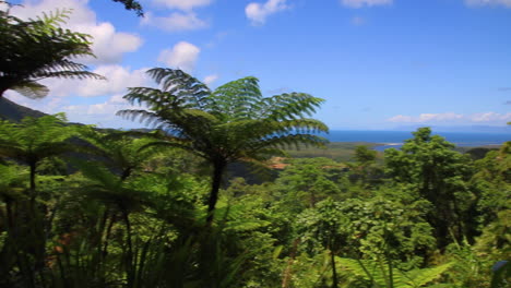 pan across daintree river forest region tropical scenery in queensland australia