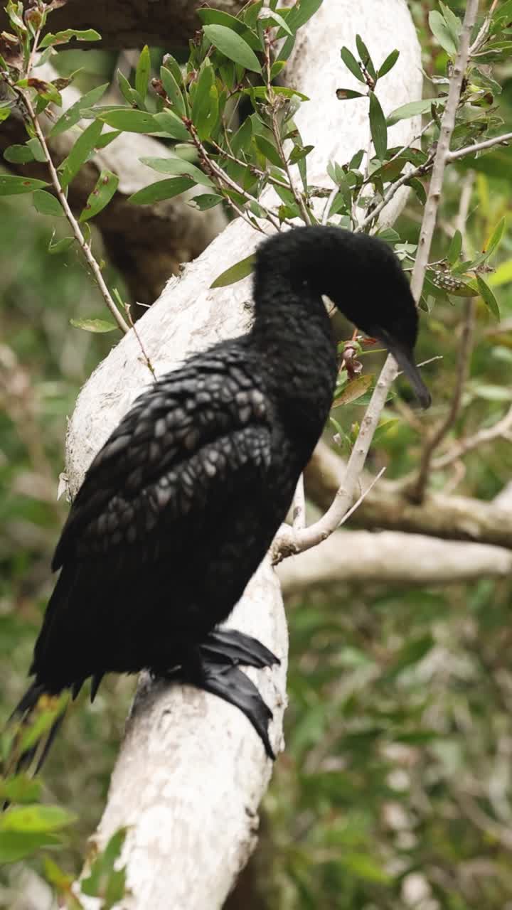 나가지 에 서 있는 새 가 머리 를 돌리고 있다