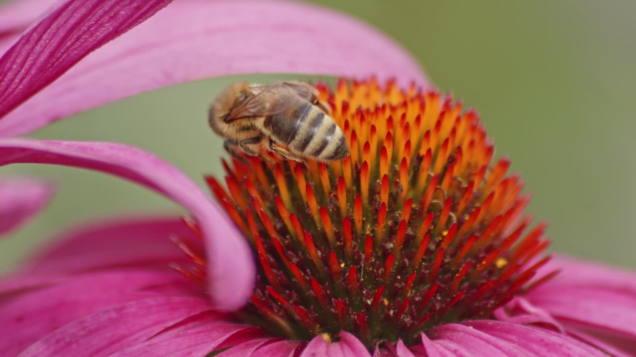 macro de una abeja melífera ocupada recolectando néctar de una cabeza de coneflower naranja