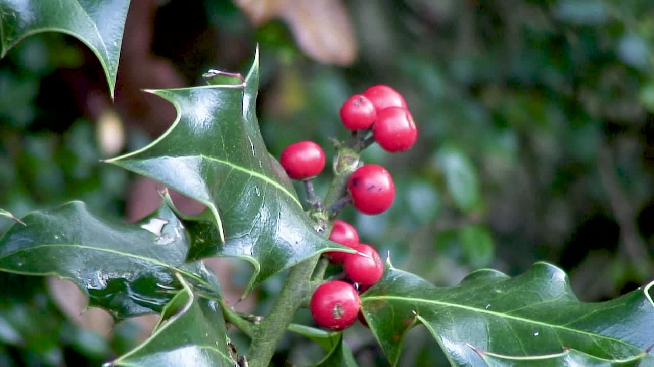 Beautiful red holly berries hanging from a holly bush in Manton, Oakham, Rutland, UK