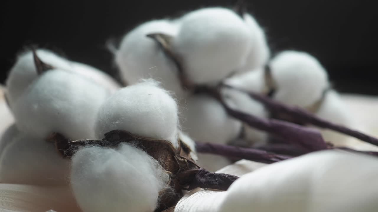Primo piano di una pianta di cotone