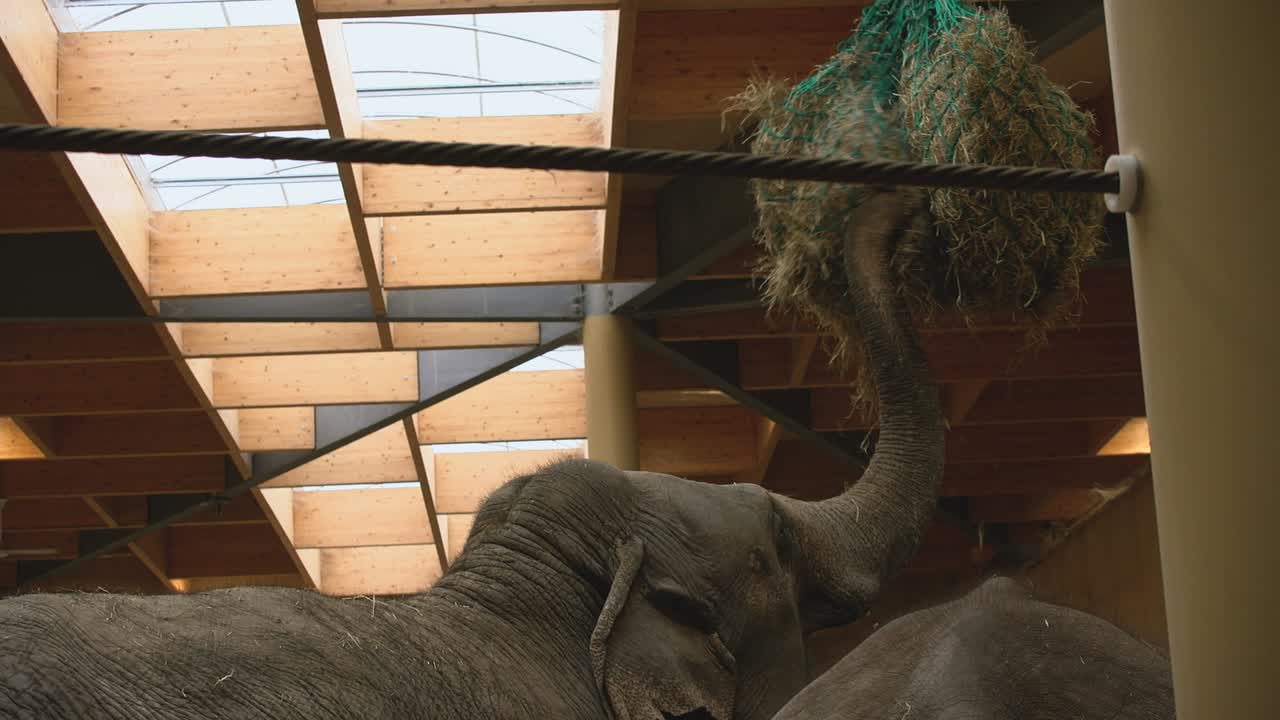 An adult Asian elephant  pulling grass from a feeding net hanging from the enclosure ceiling, Zoo Planckendael
