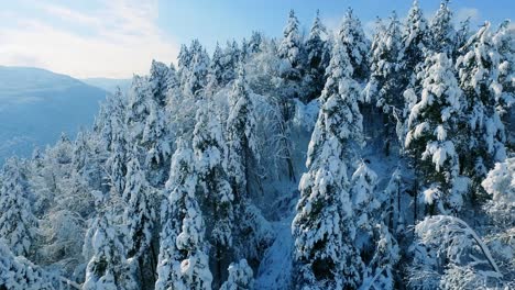 snowy mountain forest