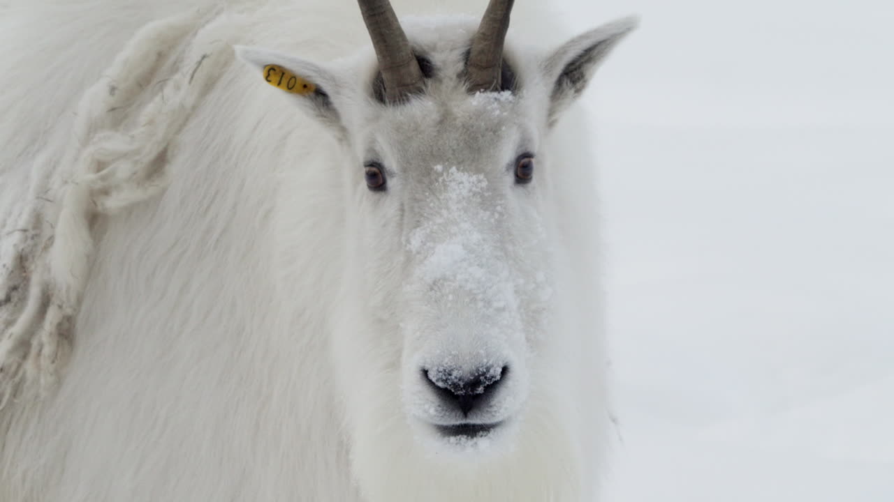 캐나다 유콘 주 화이트호스 (whitehorse, yukon) 에서 겨울 동안 산 염소의 클로즈업 초상화