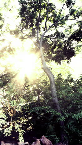 la luz del sol se filtra a través de los árboles exuberantes en un entorno de bosque sereno