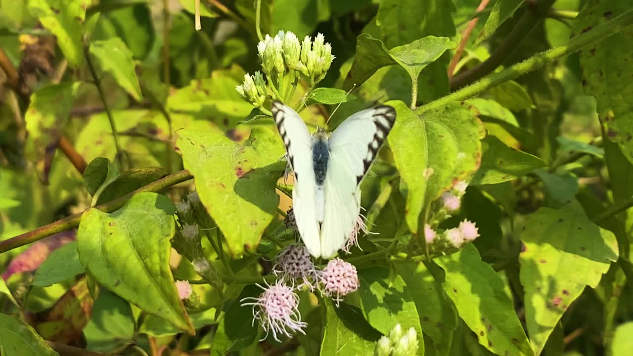 Primo piano di una farfalla albatro del Bengala appoggiata su un fiore di erba siamese