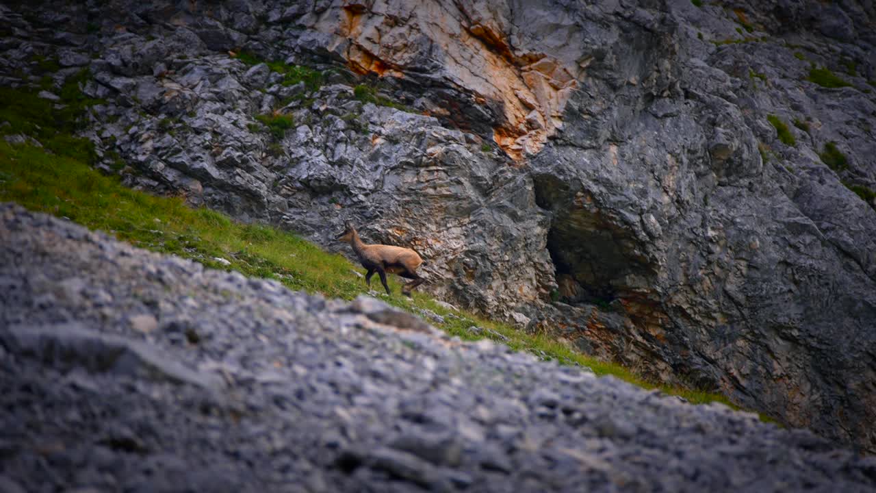 imágenes de una cabra montés filmada en las montañas en cámara lenta caminando en las montañas eslovenas en los alpes