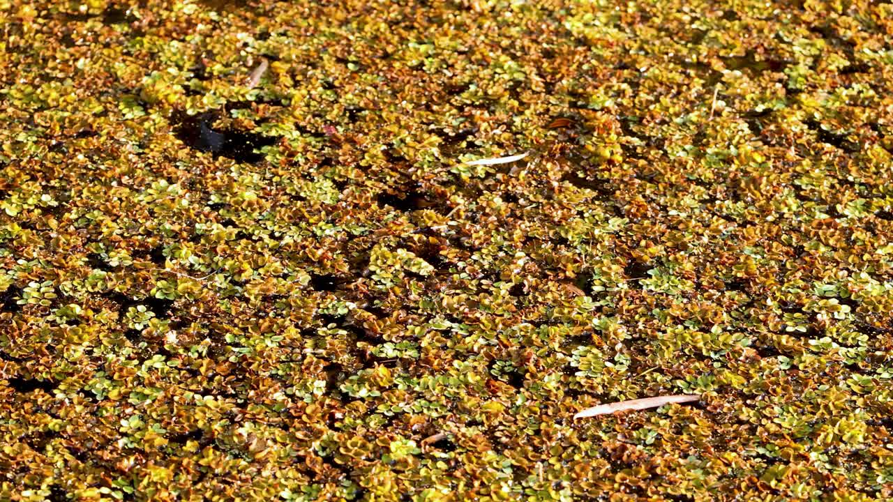 밀집된 salvinia molesta가 연못 표면을 고 있습니다.