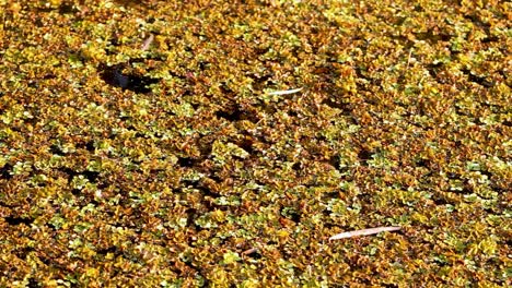 salvinia molesta densa que cubre la superficie del estanque