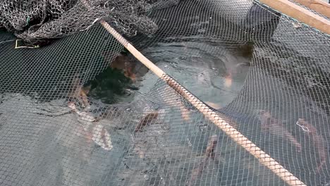 fishes in a fishing pond in halong bay vietnam