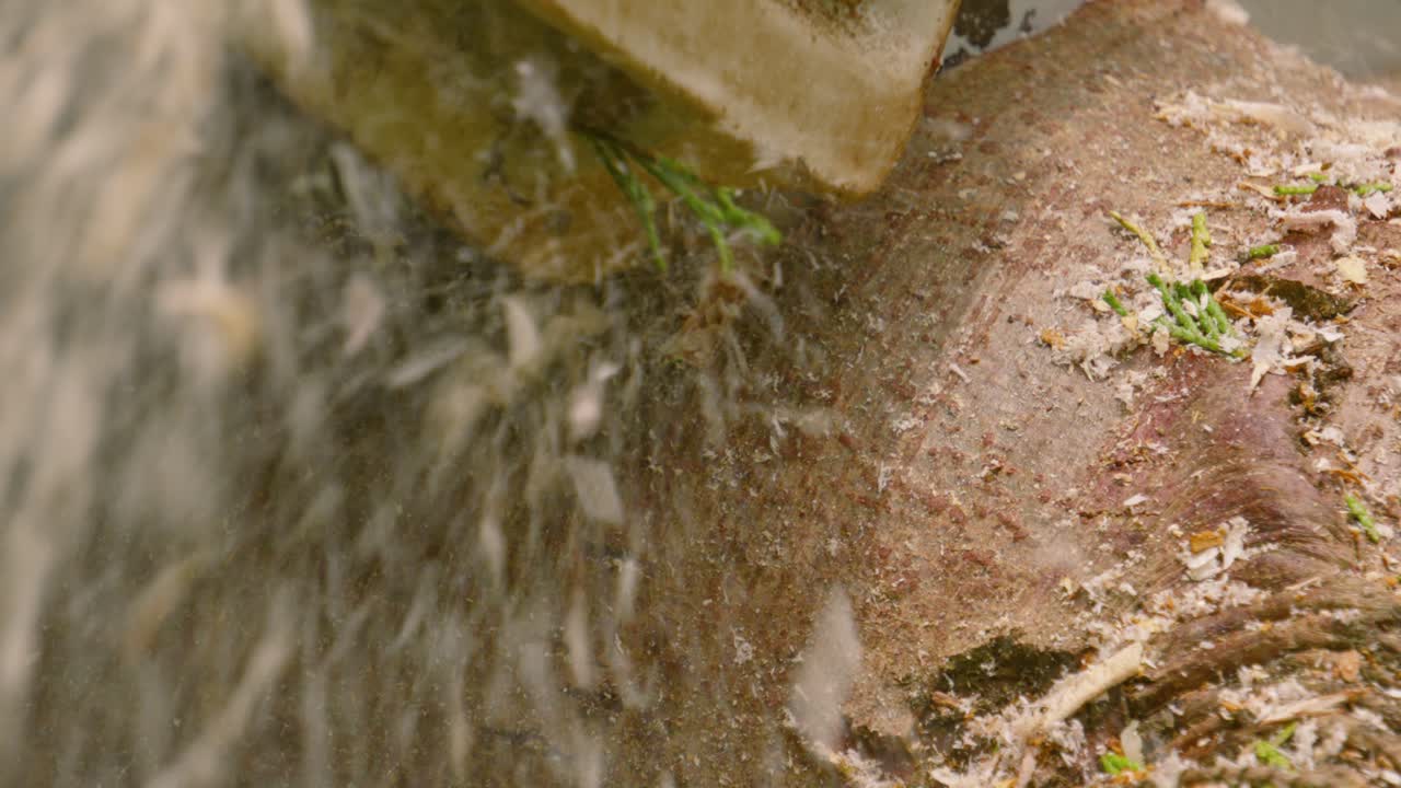 close up de trozos de madera de aserradura volando fuera de la motosierra en cámara lenta mientras corta el tronco del árbol