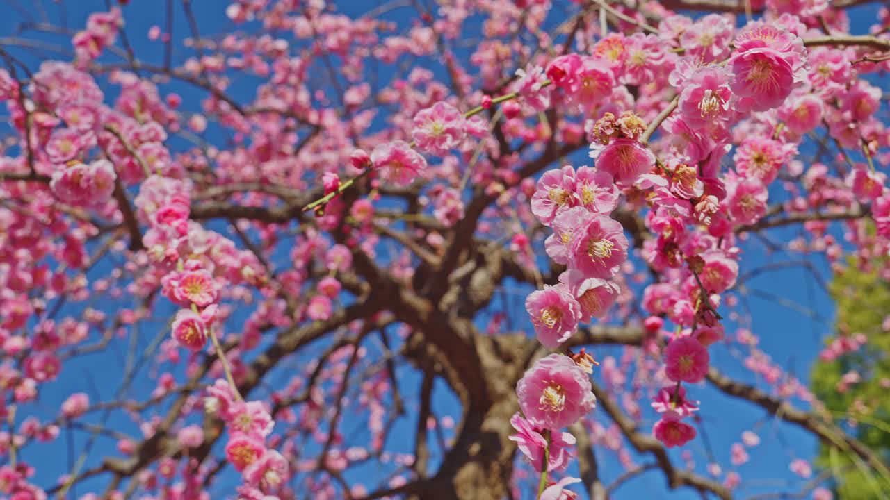 Un'inquadratura ampia che mostra un albero di prugno in piena fioritura con vivaci fiori rosa. I rami a cascata riempiono l'inquadratura, ondeggiando nel vento sotto un cielo azzurro e limpido, creando una lussureggiante atmosfera primaverile.