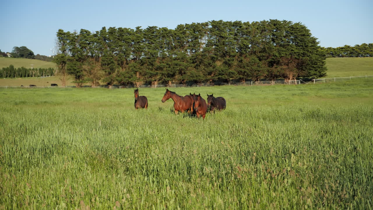 caballos acercándose a la cámara en campo abierto
