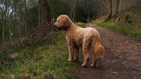 Ein-Goldendoodle-Rassehund,-Der-Einen-Wald-Erkundet