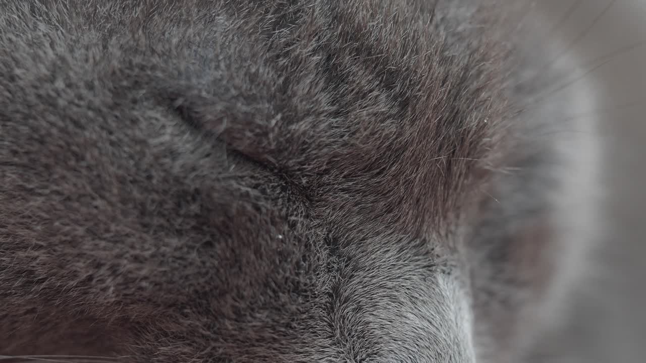 Close-up of a gray cat's face